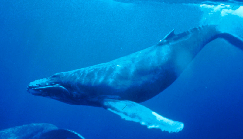 Illustration for article titled Why Whale Songs Are Still One Of Science's Greatest Mysteries